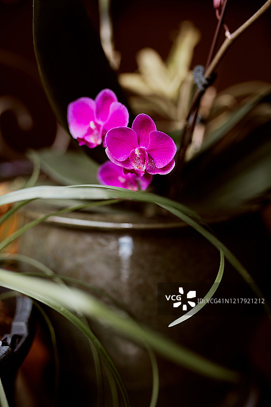 花盆里的热带兰花图片素材