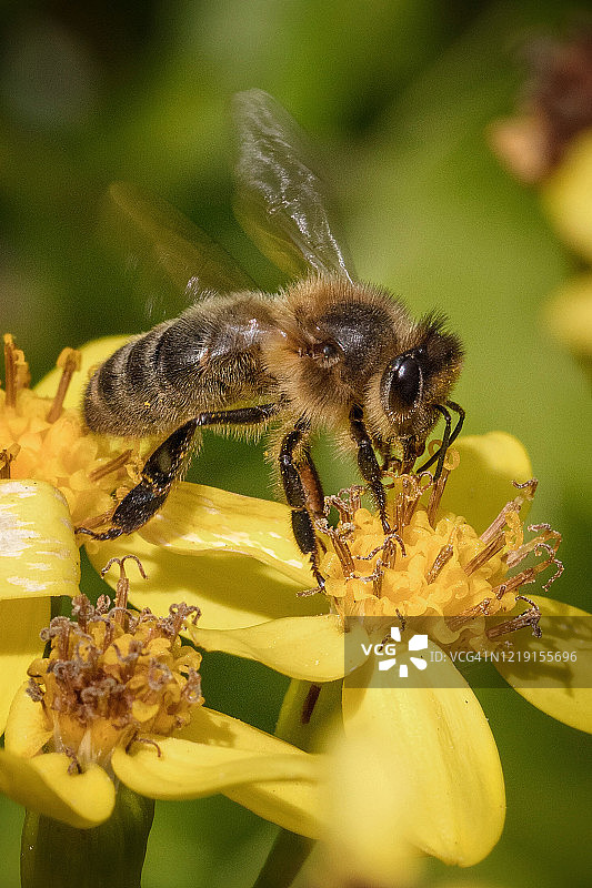 黄花上的蜂虫图片素材