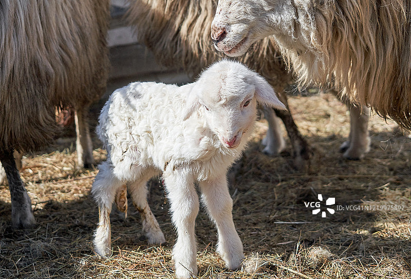 小羊羔在睡觉时看着镜头微笑，这是罗马尼亚的传统。图片素材