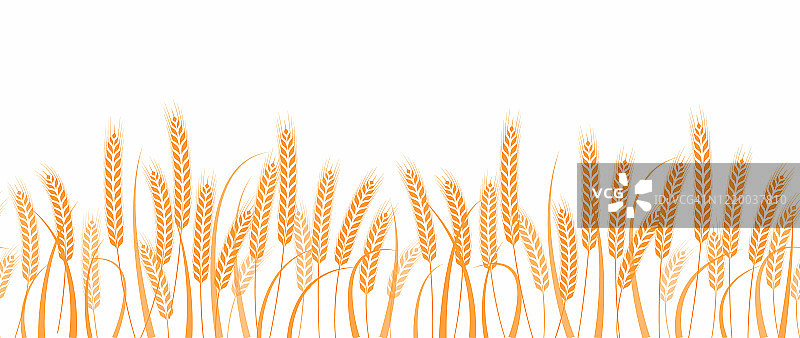 麦田小麦穗横边无缝图案，矢量插图图片素材