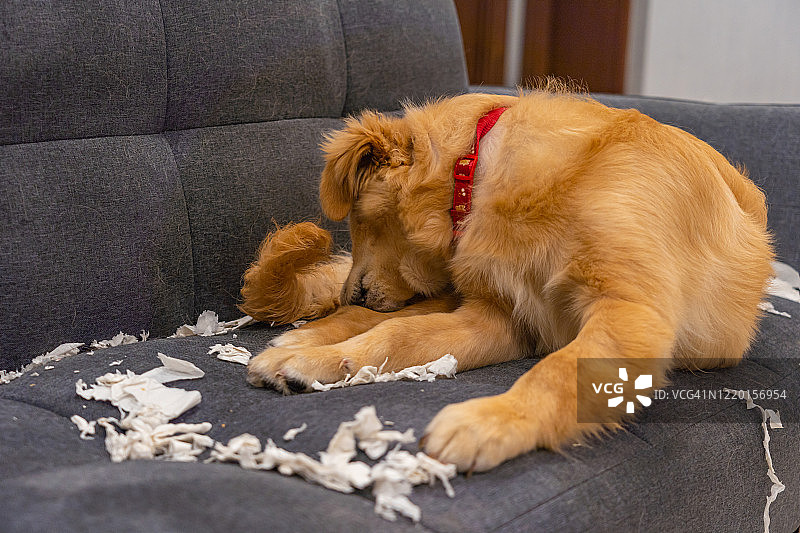淘气的金毛猎犬咬沙发上的纸巾图片素材