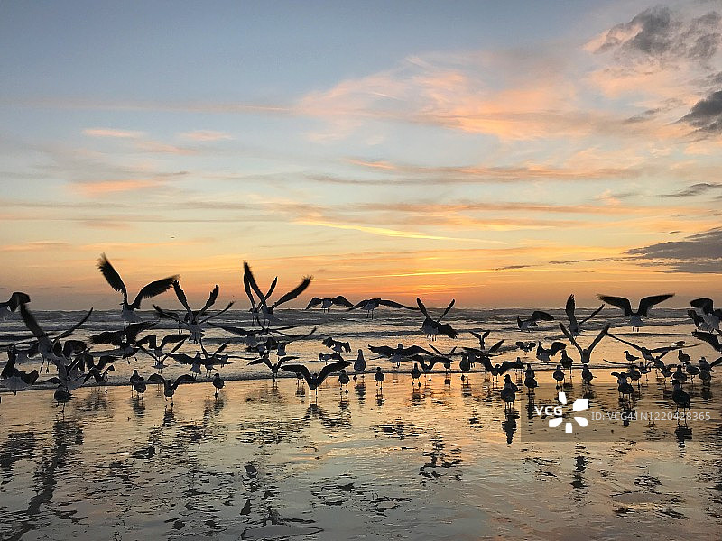 海鸥在日出时聚集在海滩上图片素材