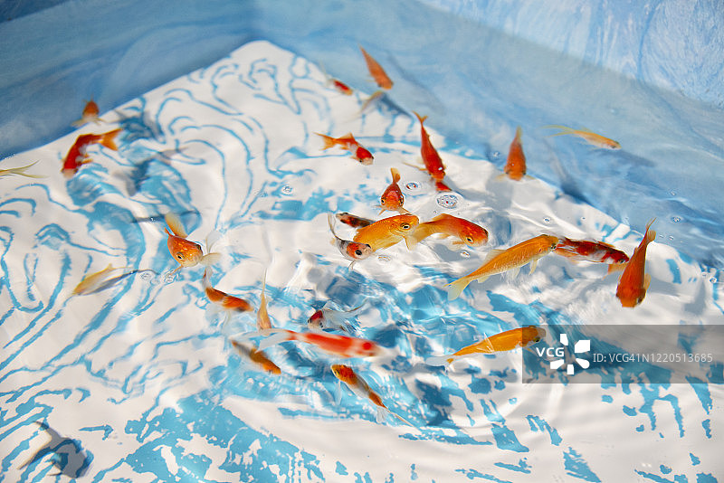金鱼在一个大水族馆里图片素材