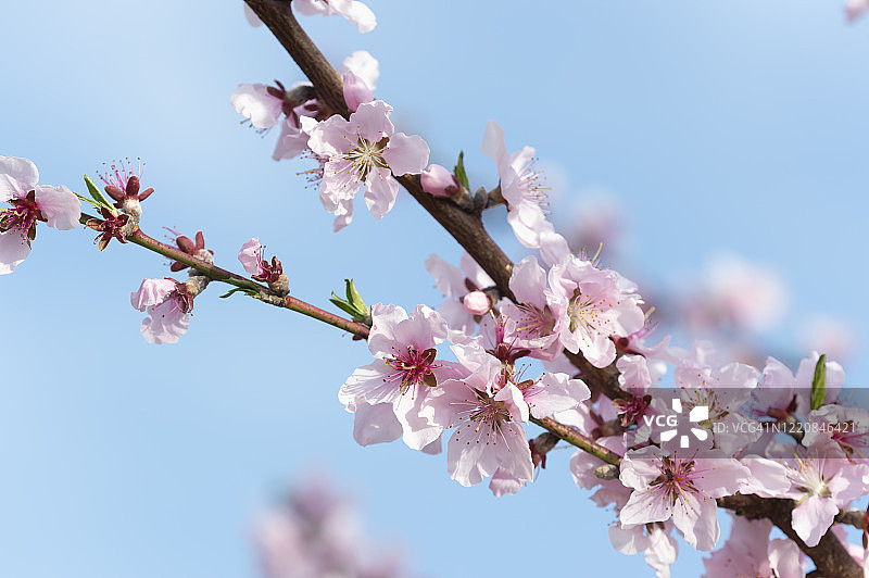 杏Blossoms_3图片素材