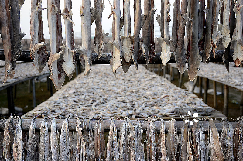 孟加拉国的鱼干图片素材