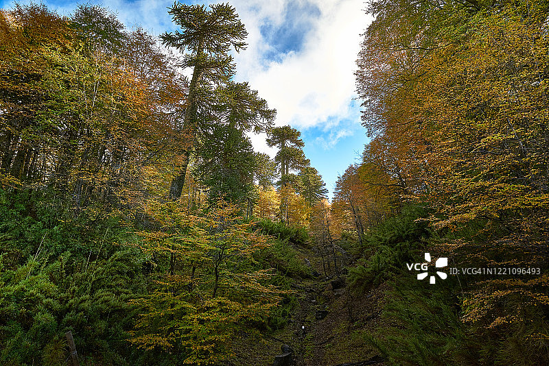 一个小峡谷打开了秋天森林的不同视角——Malalcahuello-Nalcas国家公园图片素材