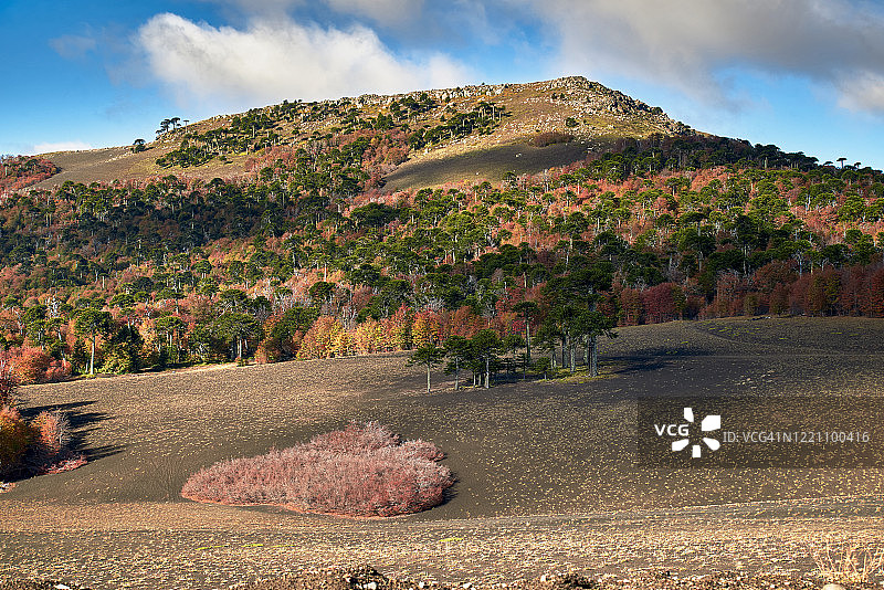一个阿劳卡里亚斯岛矗立在秋天的山坡上——马拉卡胡洛-纳尔卡斯国家公园图片素材