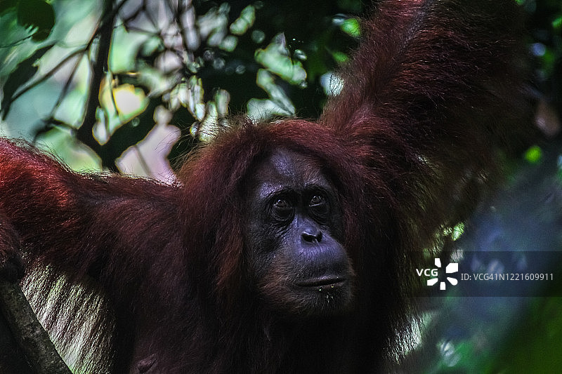 印度尼西亚苏门答腊岛古农洛伊泽国家公园的一只苏门答腊猩猩图片素材
