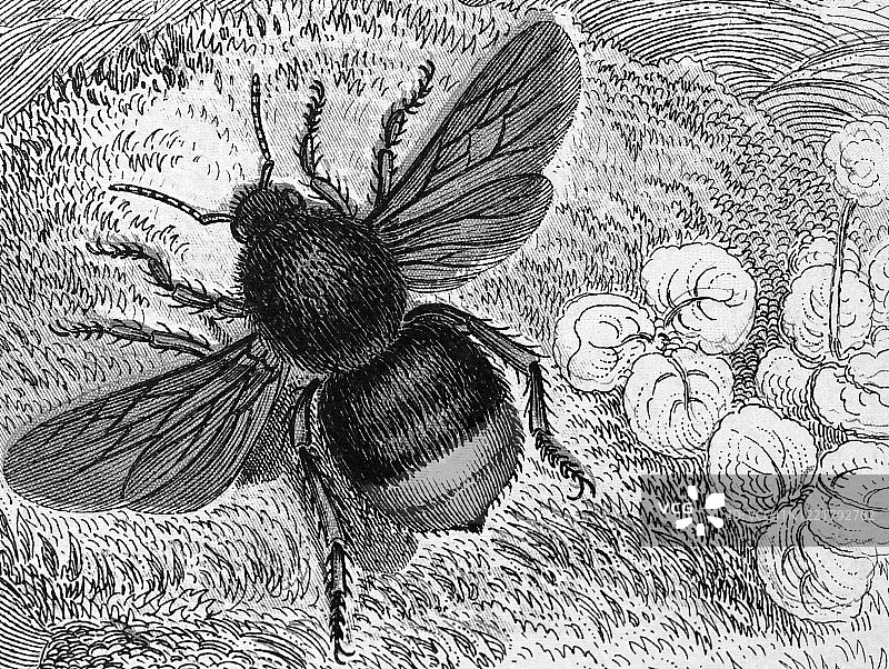 古老的雕刻插图的蜜蜂-女性宝石蜂。古董插图，流行百科全书出版1894年。这幅作品的版权已过期图片素材