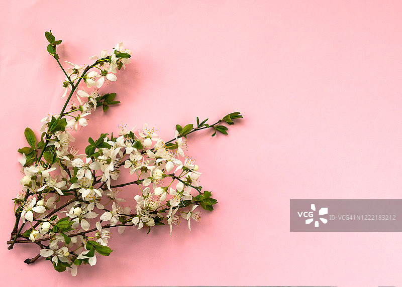 白色的樱花在浅粉色的背景上绽放。前视图。本空间图片素材