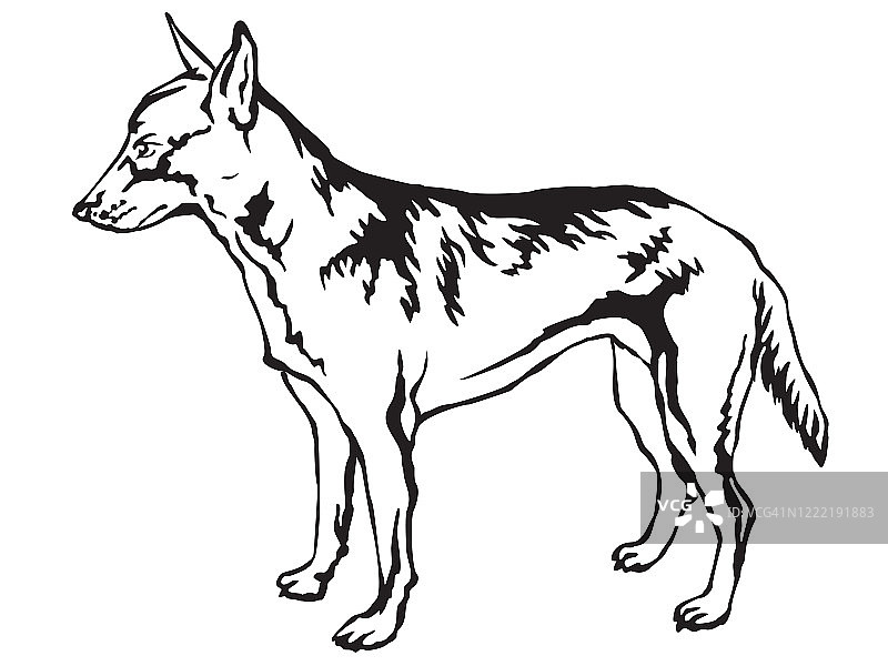 装饰站立肖像的比利时牧羊犬马里诺矢量插图图片素材