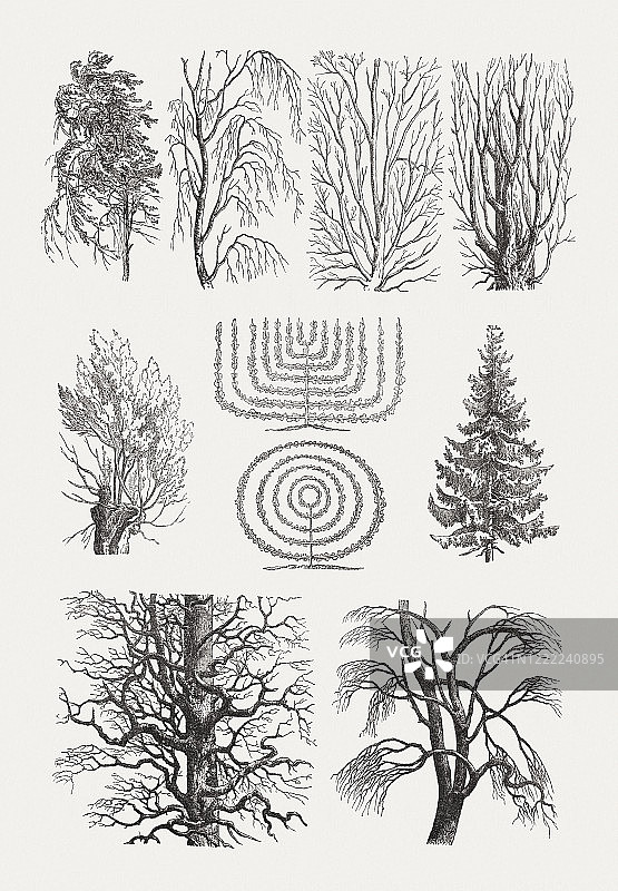 各种树木的树枝窗饰，木刻，出版于1893年图片素材