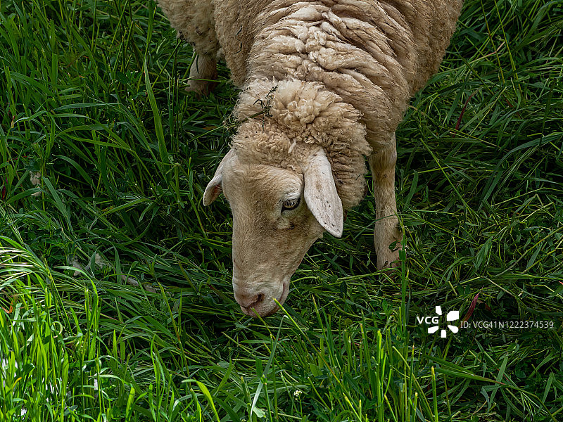 在春天的绿草中，带着牛铃的羊图片素材