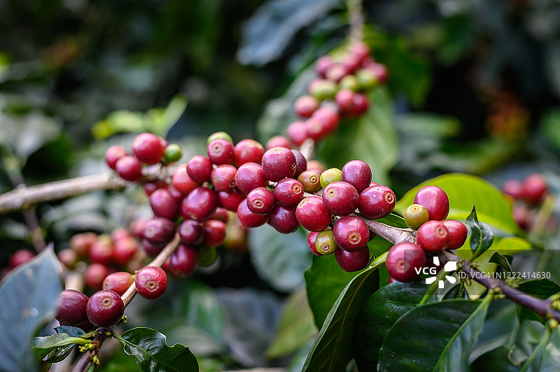 泰国北部高山高地咖啡种植园的咖啡树枝上的生红咖啡樱桃。图片素材
