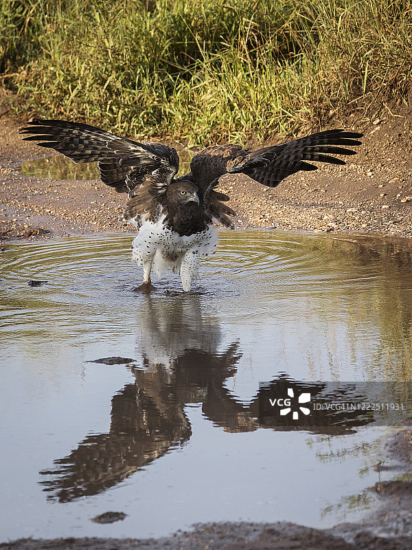 在坦桑尼亚的塞伦盖蒂国家公园里，一只鹰在地面上行走，背景是蓝天。非洲的野生自然图片素材