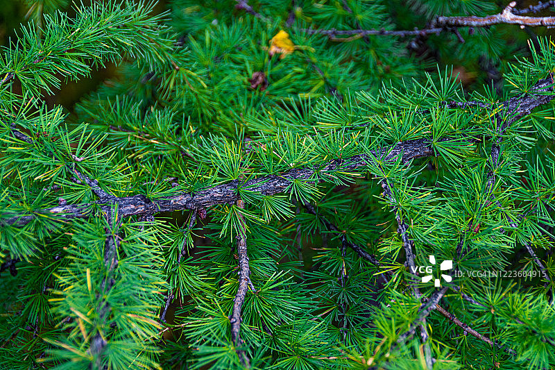 夏日带针的绿枝落叶松图片素材