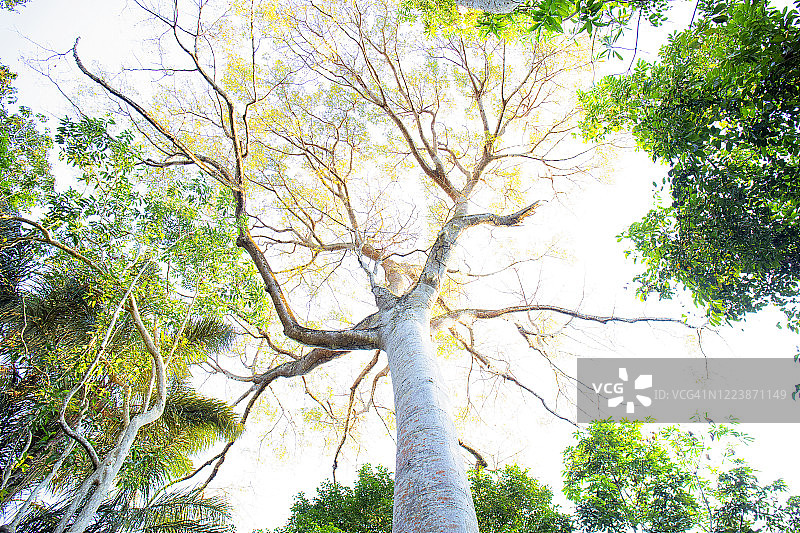 巴西玛瑙斯亚马逊地区的树冠图片素材