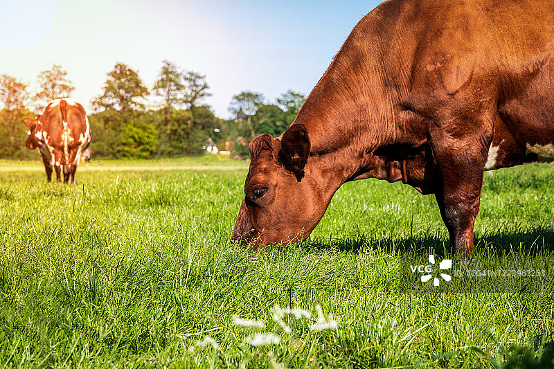 奶牛在阳光下吃草的特写图片素材