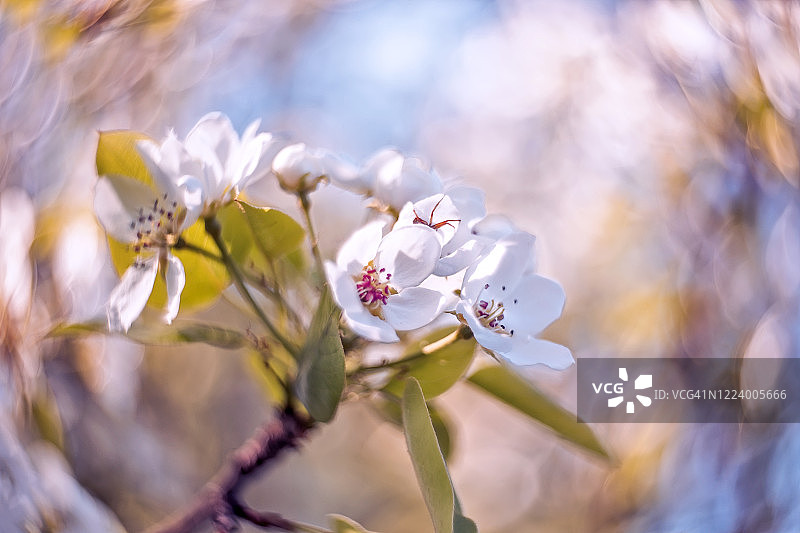 鲜艳多彩的春天苹果花开花颜色柔和的背景图片素材