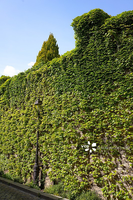 城市里的绿色墙图片素材