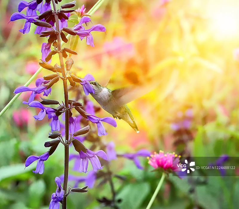 红喉蜂鸟在花园阳光下的高调照片图片素材