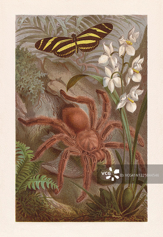 《狼蛛》(Avicularia Avicularia)，色版画，出版于1884年图片素材