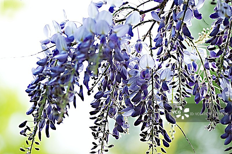 紫藤sinensis图片素材