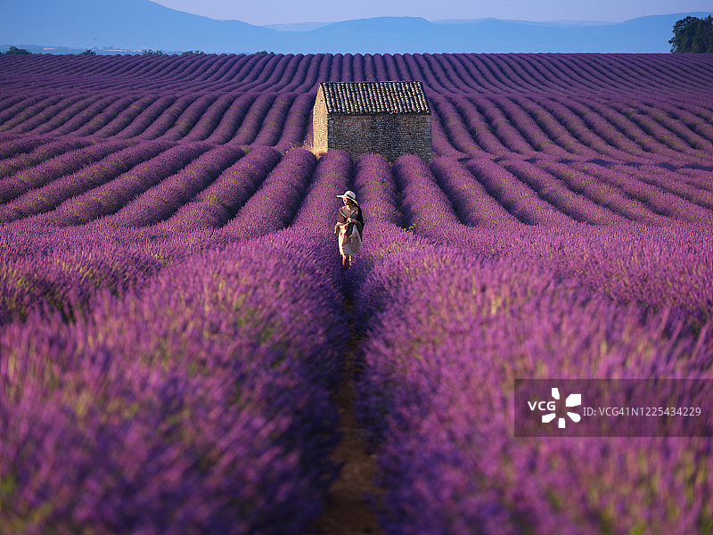 法国普罗旺斯，薰衣草田间的亚洲女人图片素材