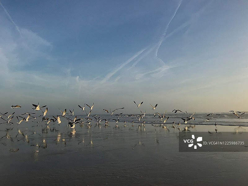 日出时的海鸥群图片素材