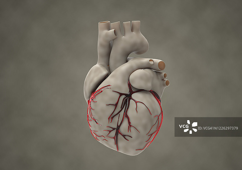 3D渲染纹理人类心脏与红色静脉插图图片素材