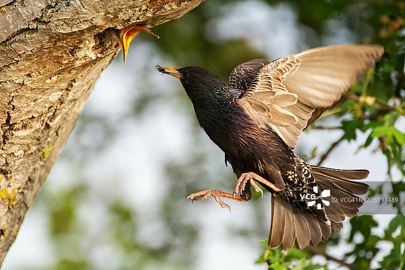 普通椋鸟带着一些昆虫飞到巢里，喂它的雏鸟。近距离图片素材