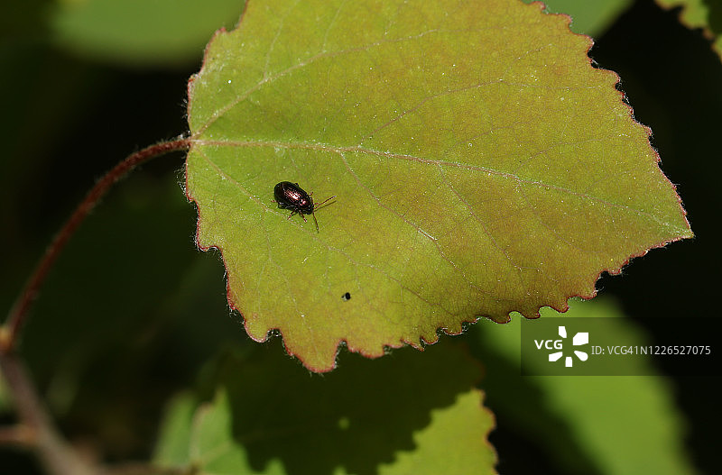 一种微小的叶甲虫，Crepidodera，栖息在一片白杨树叶上，白杨，在森林里。图片素材