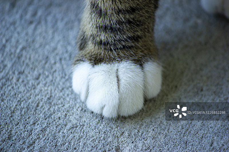一个家养虎斑猫爪子与白色脚趾在花岗岩背景图片素材