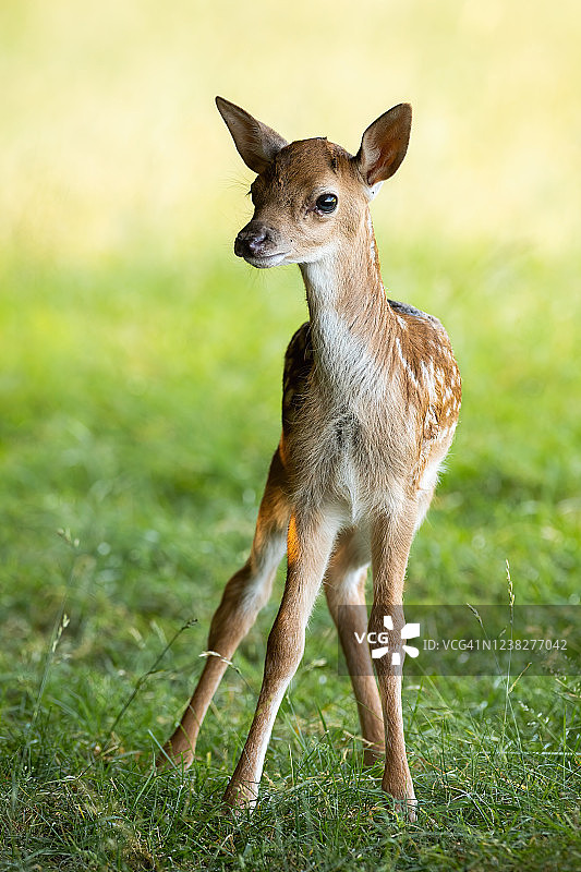 夏天，小鹿站在绿色的草地上图片素材
