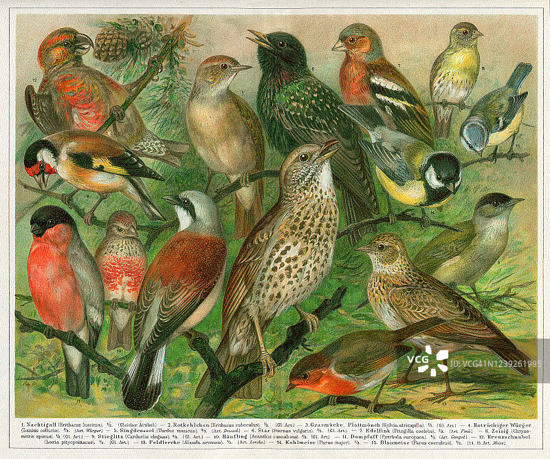 一群雀形目鸟坐在树枝上插图1897图片素材