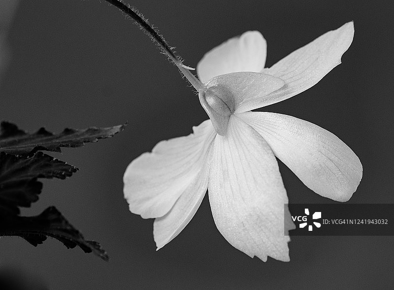 黑色背景下的一朵黑白海棠花。图片素材