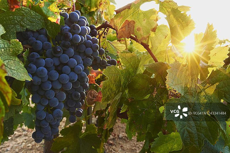 日落时分，西班牙加泰罗尼亚的葡萄园里成熟的红葡萄图片素材