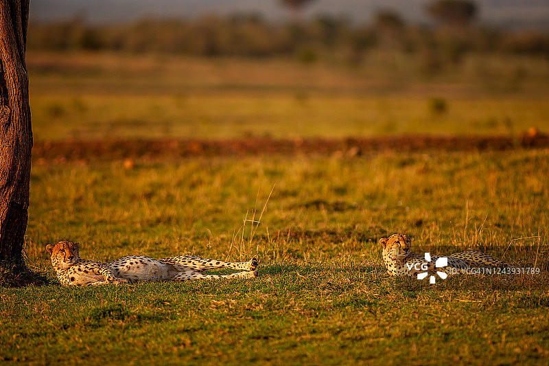 两只成年猎豹躺在平原草地上的场景图片素材