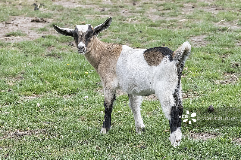 一只棕色、白色、黑角、白色的小山羊，站在春天的草地上图片素材