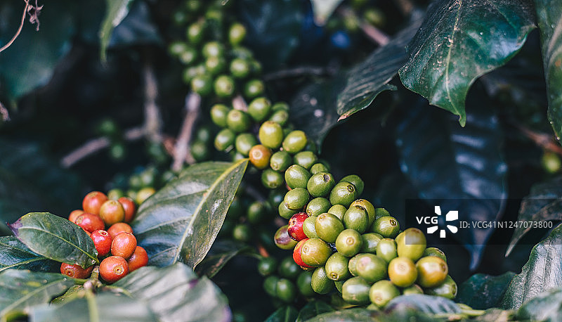 农业区咖啡种植园咖啡树枝上成熟的生咖啡浆果。图片素材
