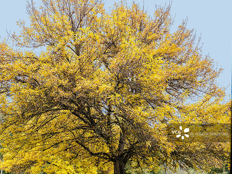塞尔伍德河公园的一棵黄叶树图片素材