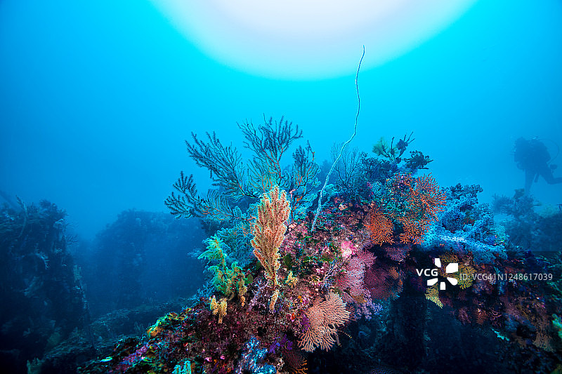彩色的软珊瑚在阳光下，和一个潜水员的剪影。图片素材