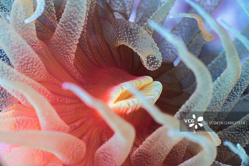 橙杯珊瑚(Dendrophyllia arbuscula)图片素材