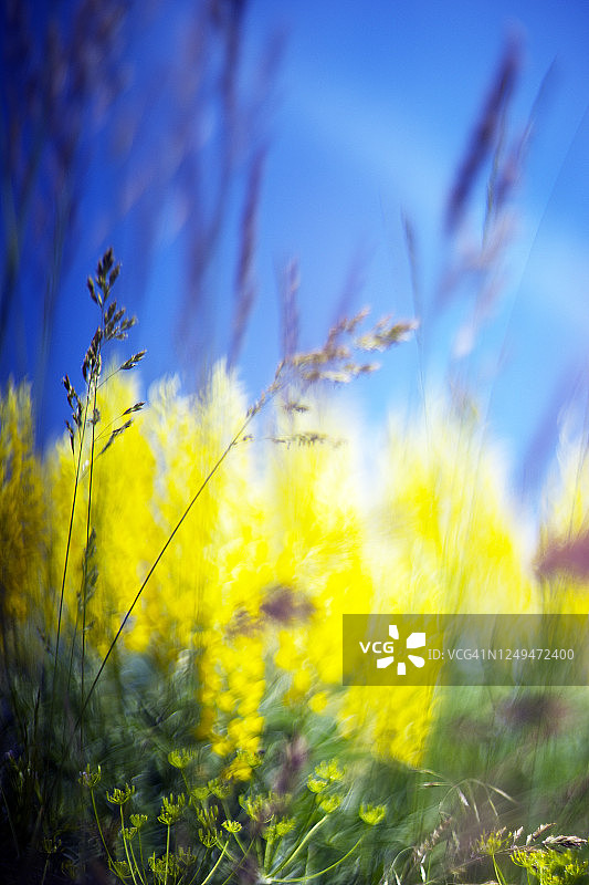 植物环境为黄色野花和野草，选择性集中图片素材