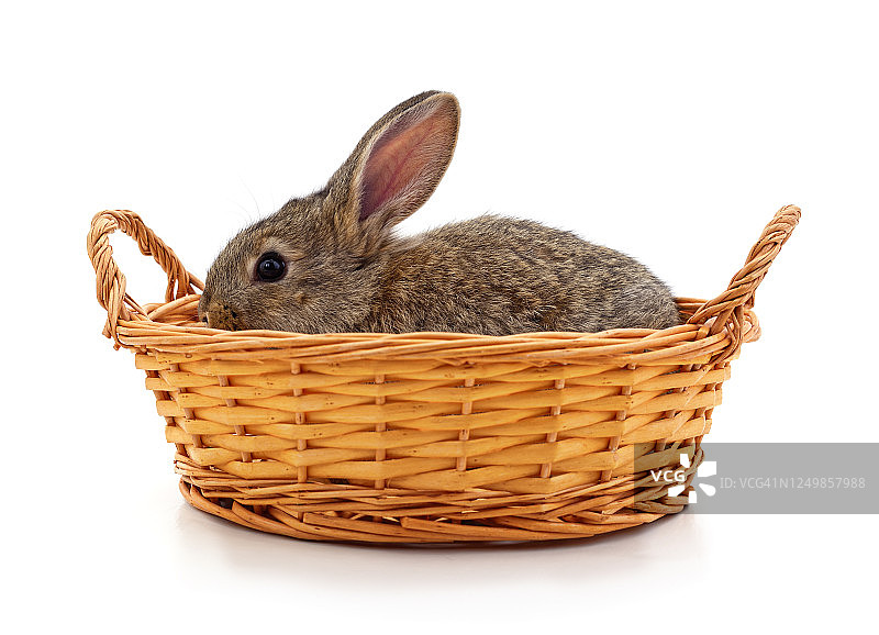 篮子里的小兔子。图片素材