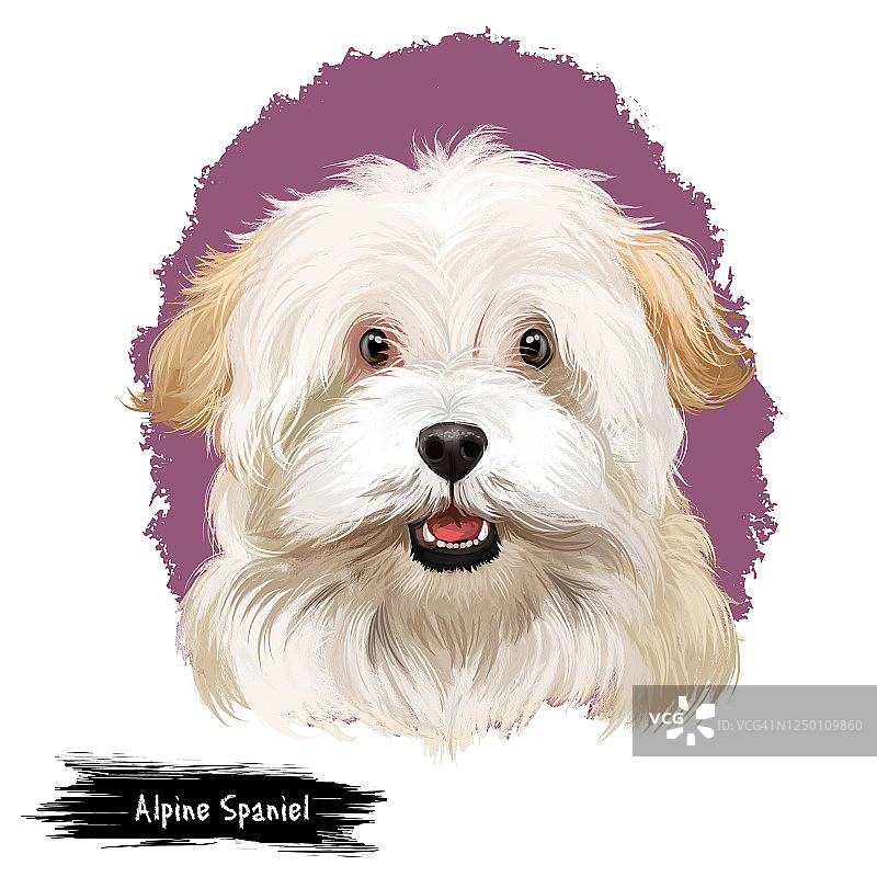 阿尔卑斯猎犬数字艺术插图孤立在白色的背景。西班牙猎犬，大犬，以其厚实卷曲的皮毛闻名，比英国可卡犬卷曲，头部白色可爱。图片素材