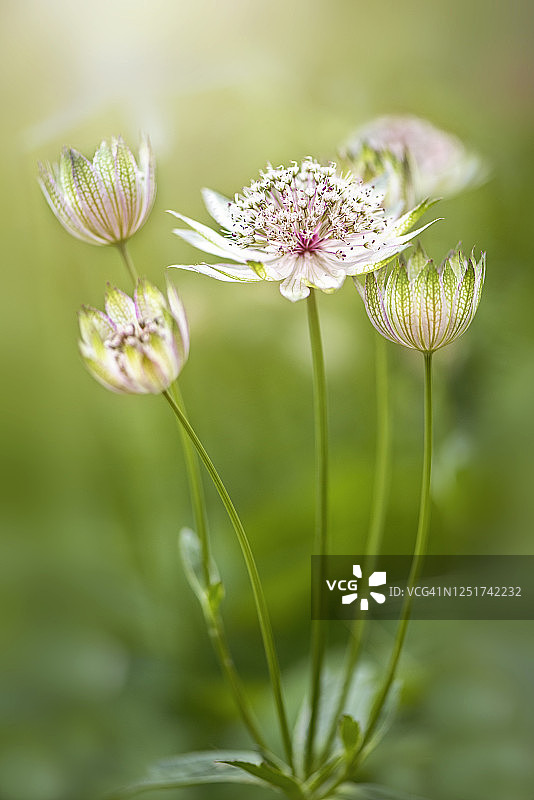 这是在柔和的阳光下拍摄的夏天盛开的大花，也被称为大师草或海蒂针垫图片素材