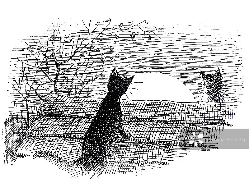 午夜时分，满月的时候，两只猫在屋顶上相遇图片素材