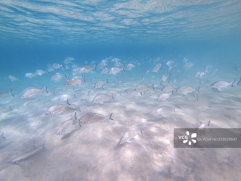 海鲷鱼在清澈的海水中游动图片素材