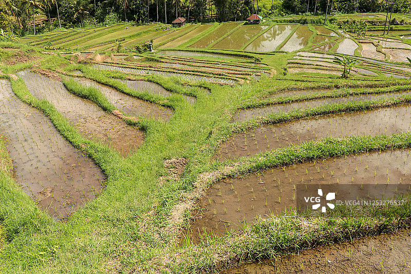 用水浸透的稻田秧苗。亚洲乌布附近巴厘岛的绿色稻田。印度尼西亚巴厘岛Jatiluwih的水稻梯田——联合国教科文组织世界遗产之一。图片素材